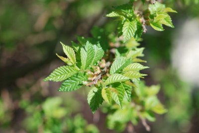 Ulmus elegantissima 'Jacqueline Hillier' (U. glabra × U. minor var. Plotii) - jilm jemný 'Jacqueline Hillier' - jarní větévka